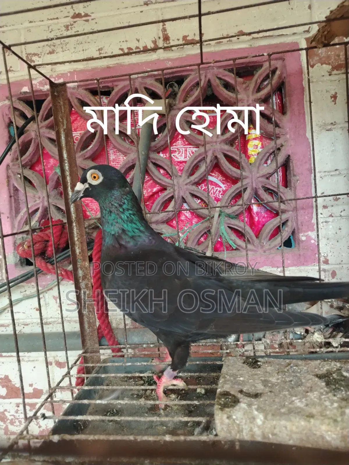 একটি ব্ল্যাক রেসার মাদী কবুতর বিক্রি করা হবে।