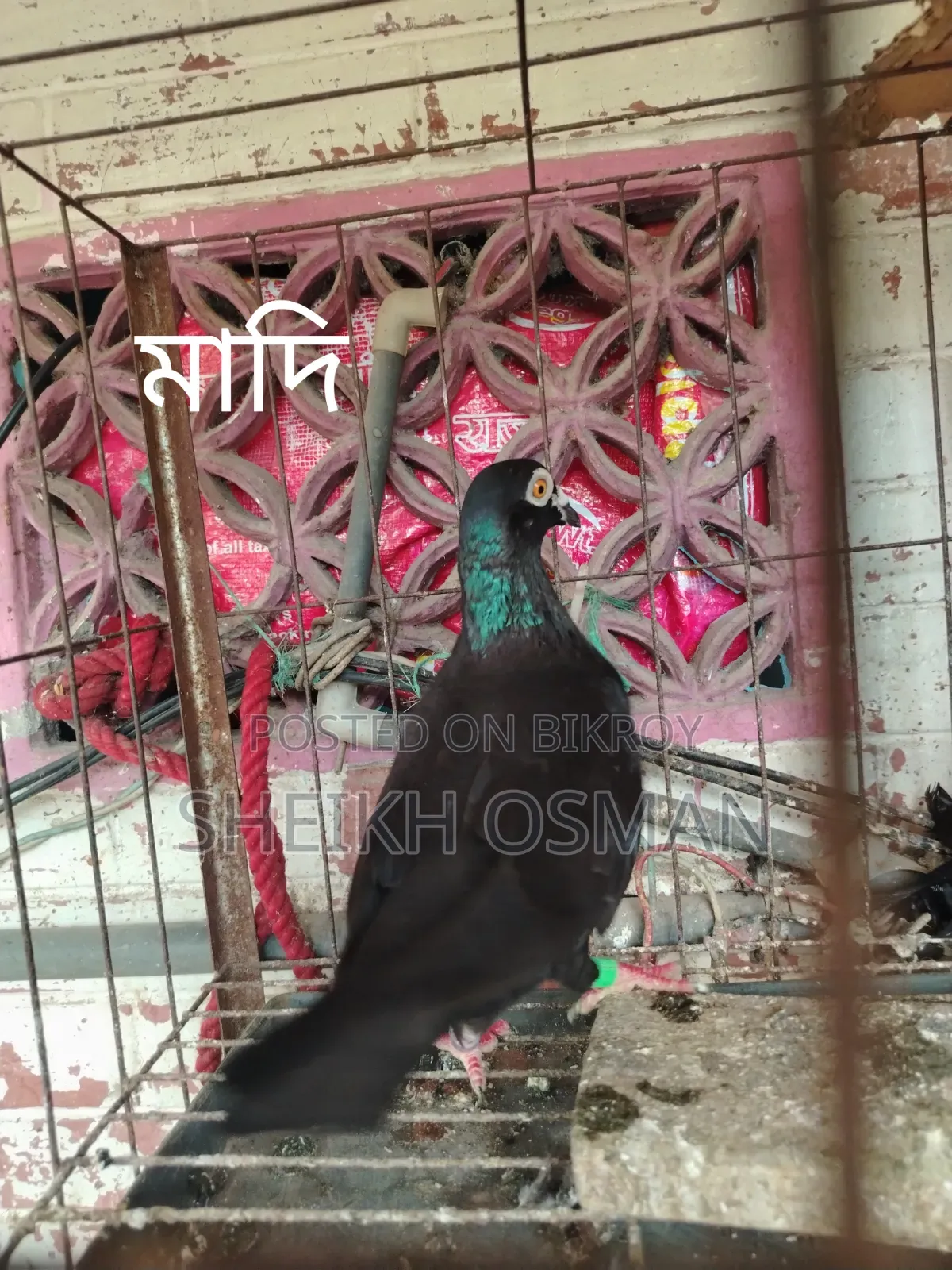 একটি ব্ল্যাক রেসার মাদী কবুতর বিক্রি করা হবে।