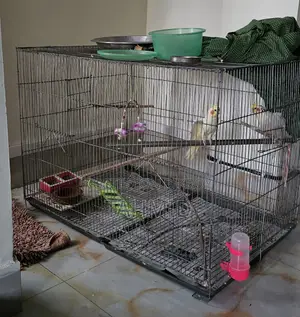 Bird Cage