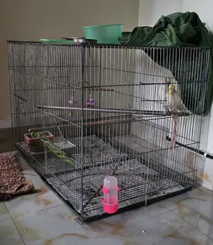 Bird Cage