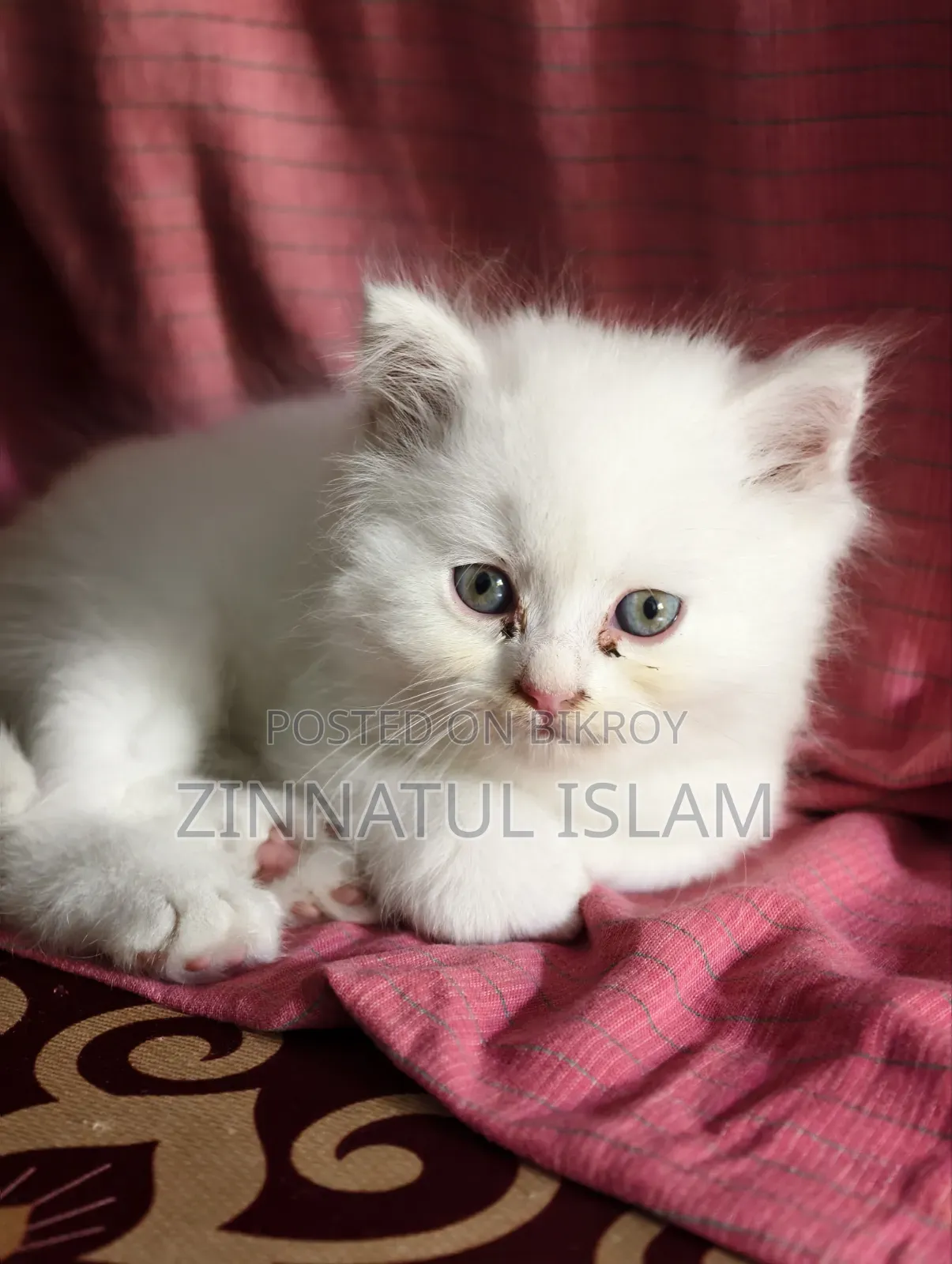 1-3 months Male Purebred Persian
