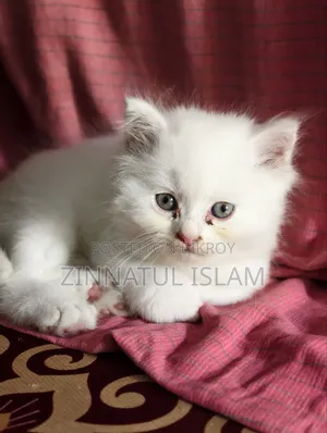 1-3 months Male Purebred Persian