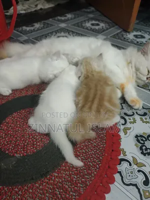 1-3 months Male Purebred Persian
