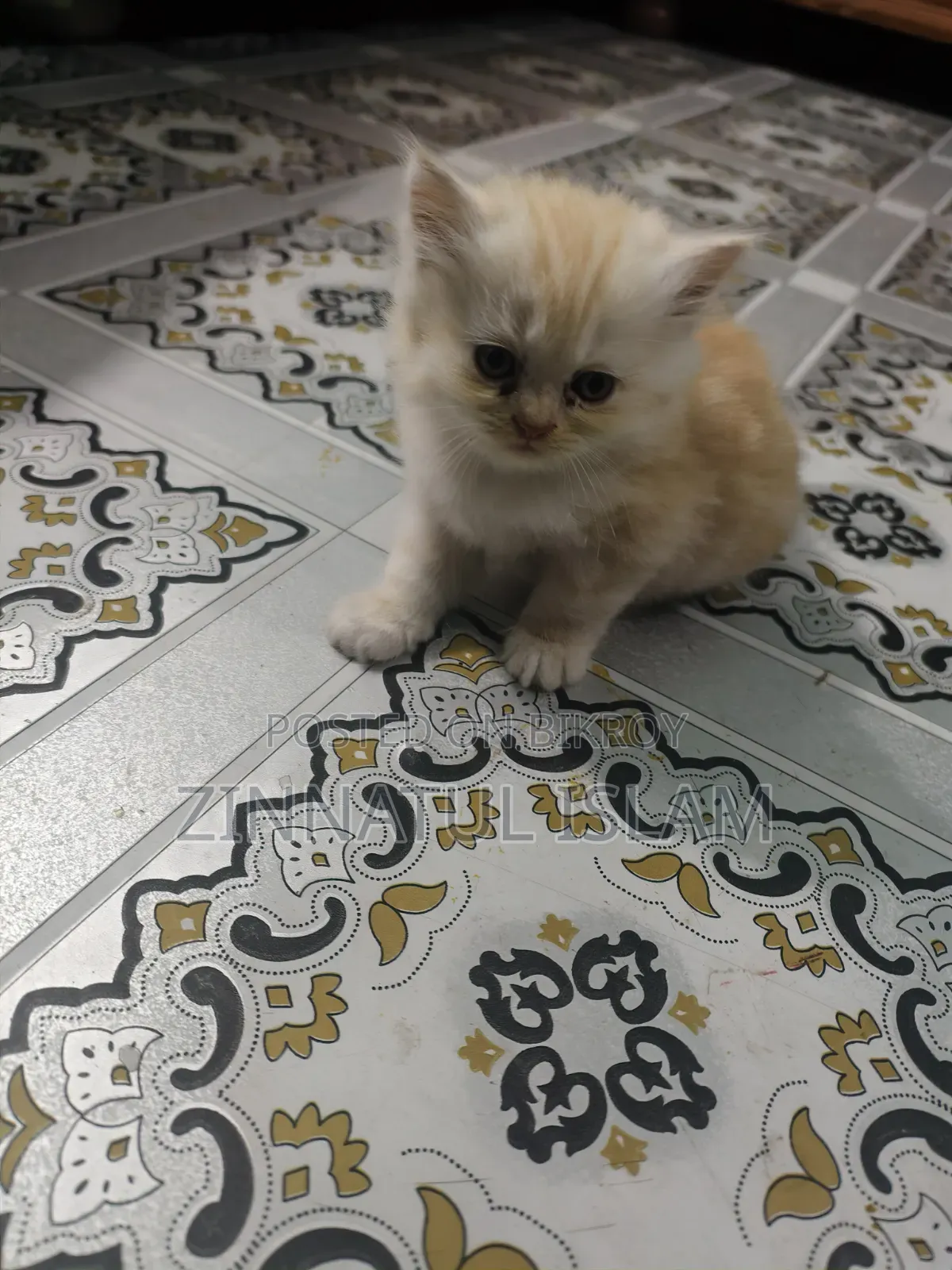 1-3 months Male Purebred Persian