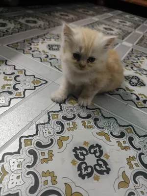 1-3 months Male Purebred Persian