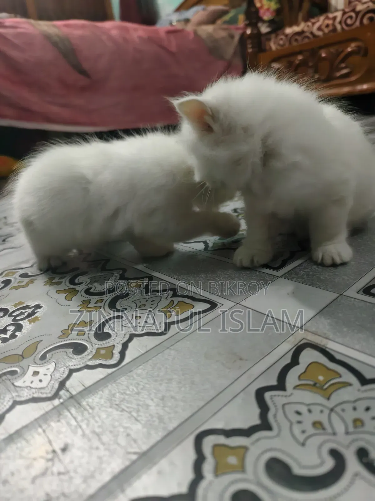 1-3 months Male Purebred Persian