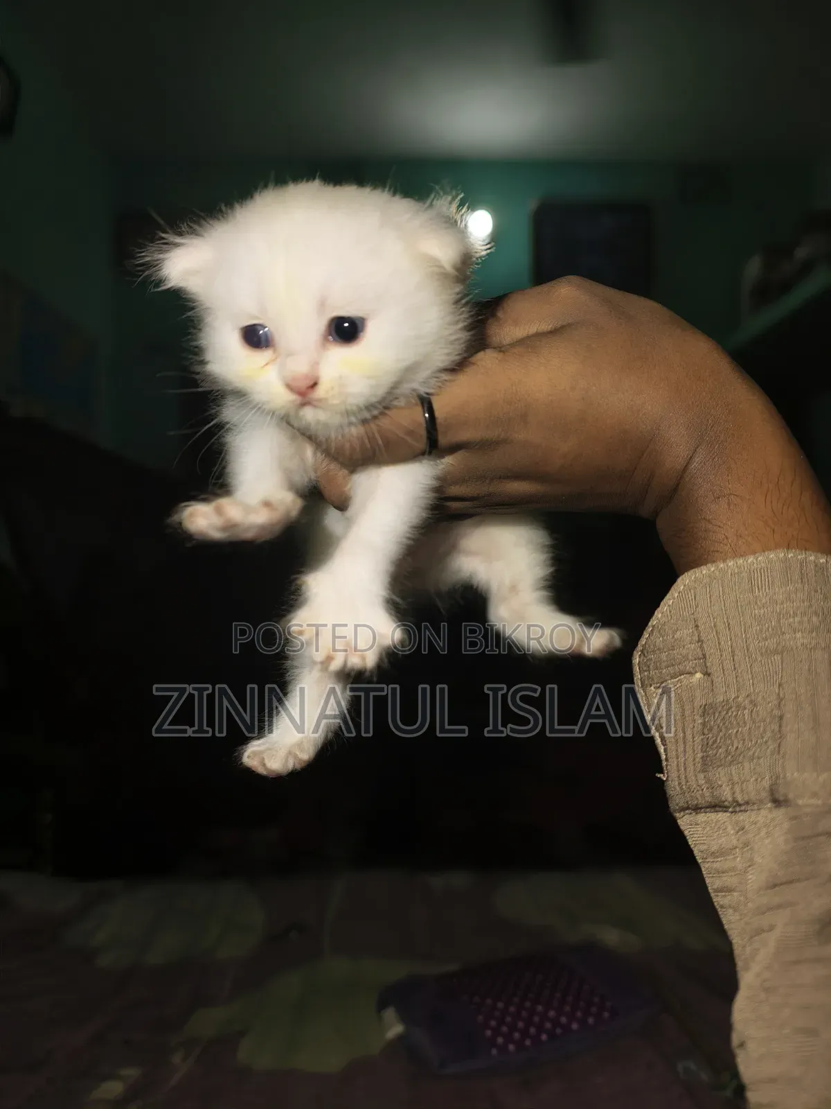 1-3 months Male Purebred Persian