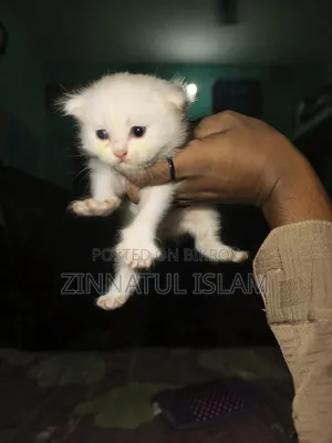 1-3 months Male Purebred Persian