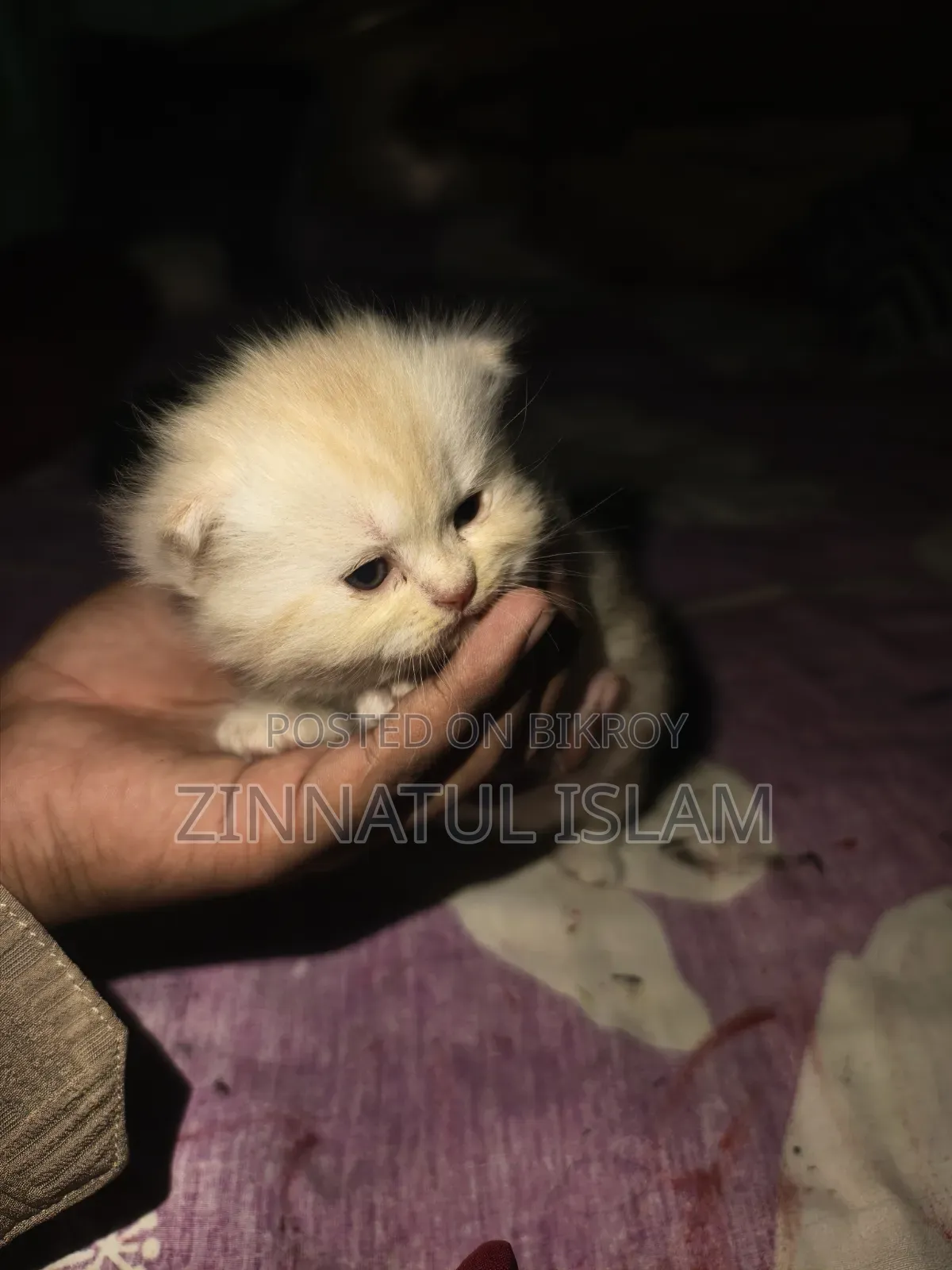1-3 months Male Purebred Persian