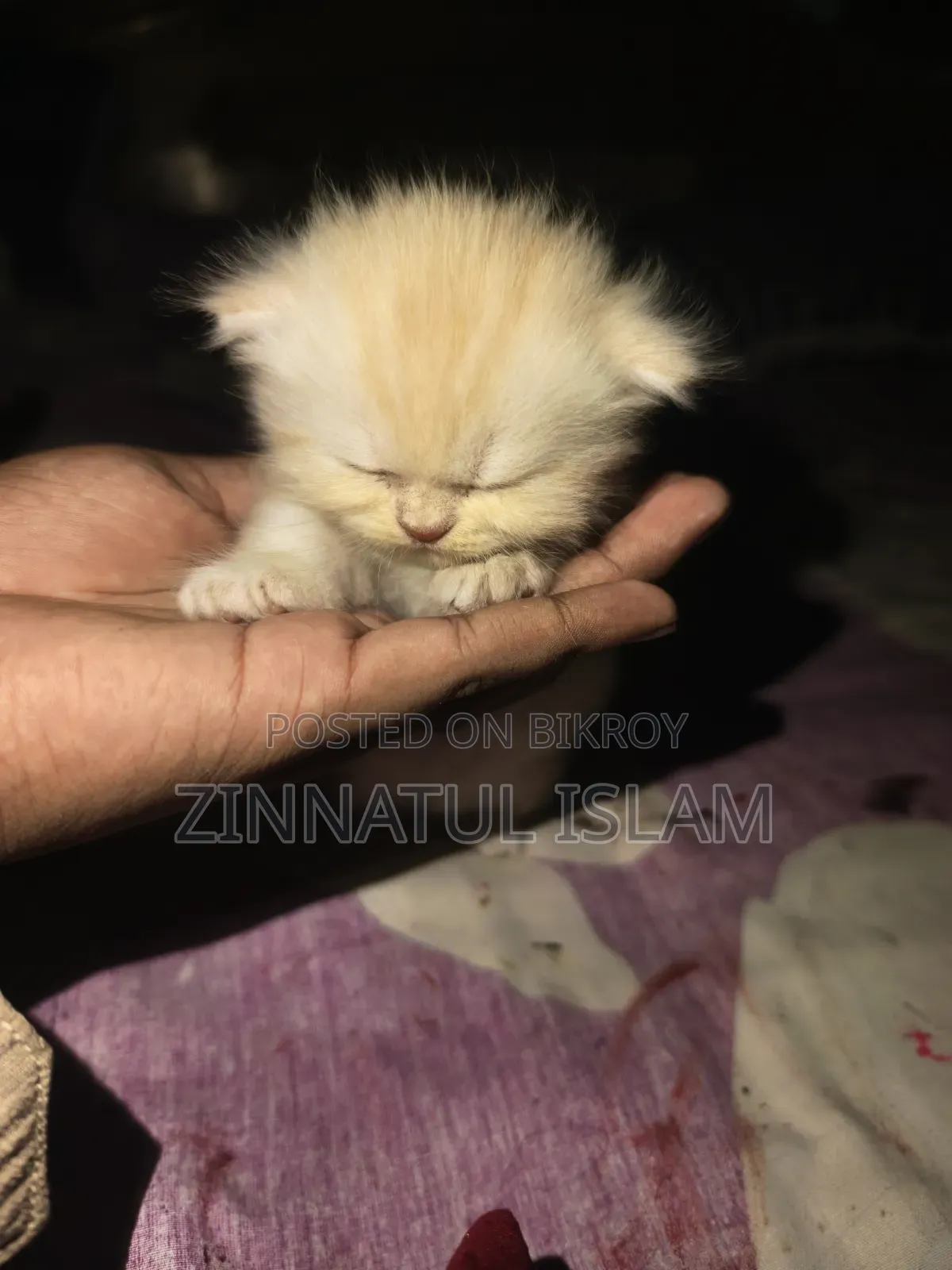 1-3 months Male Purebred Persian