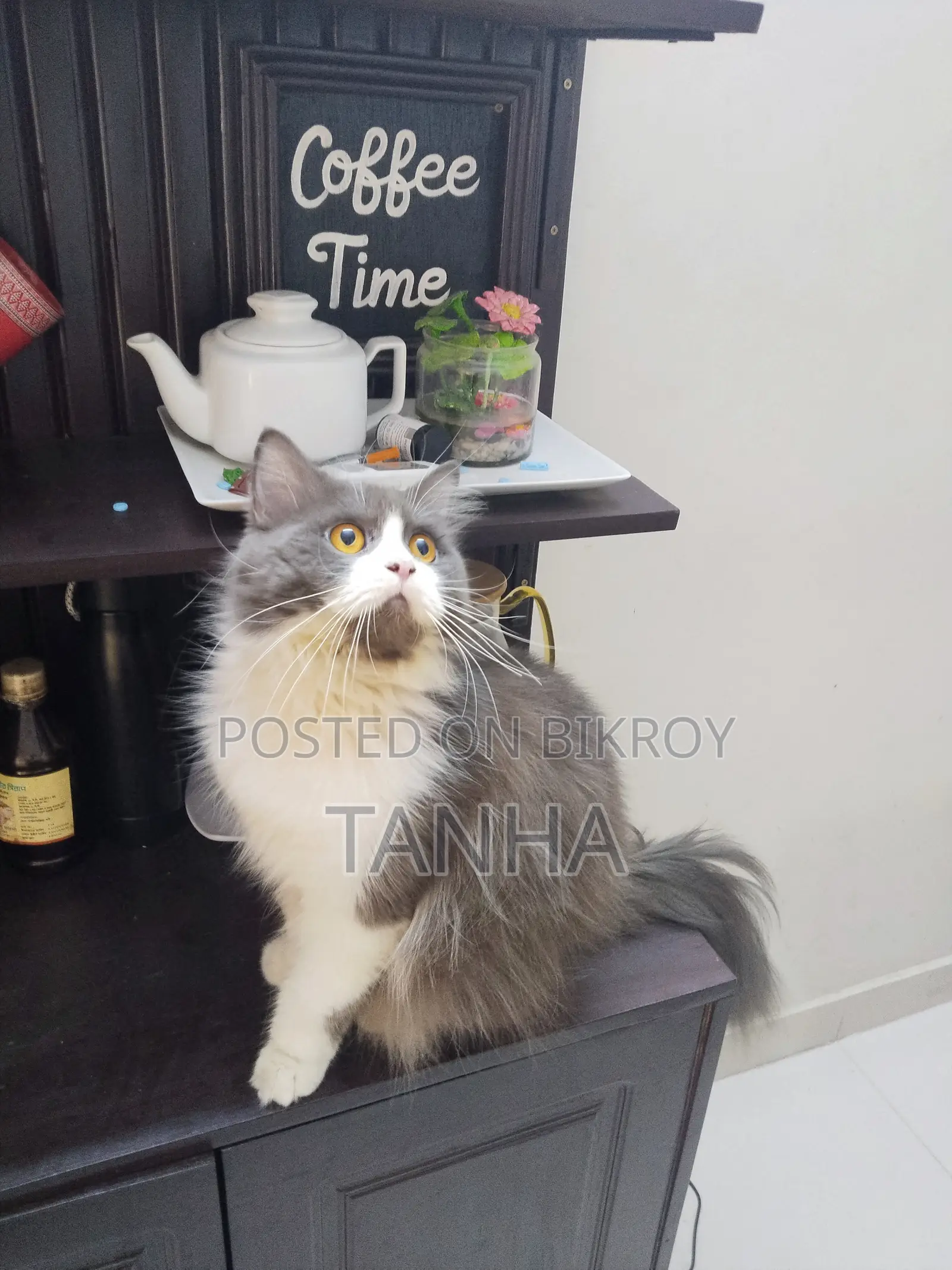 1+ year Male Purebred Persian