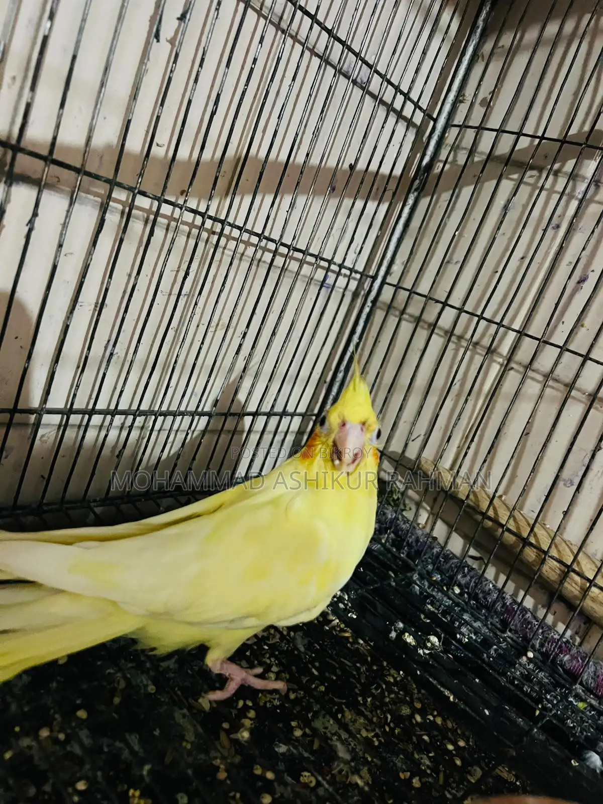 লুটীণ হেবি পাল ফিমেল