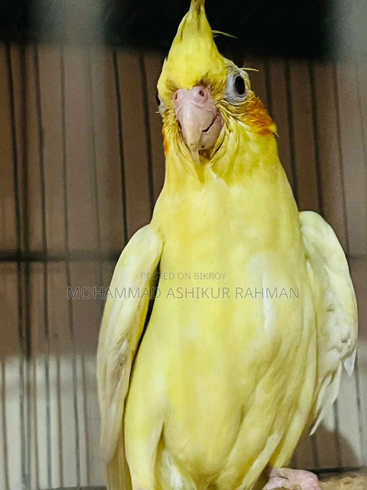 লুটীণ হেবি পাল ফিমেল