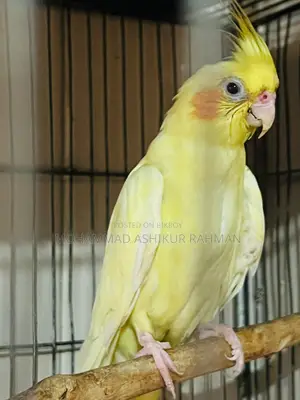 লুটীণ হেবি পাল ফিমেল