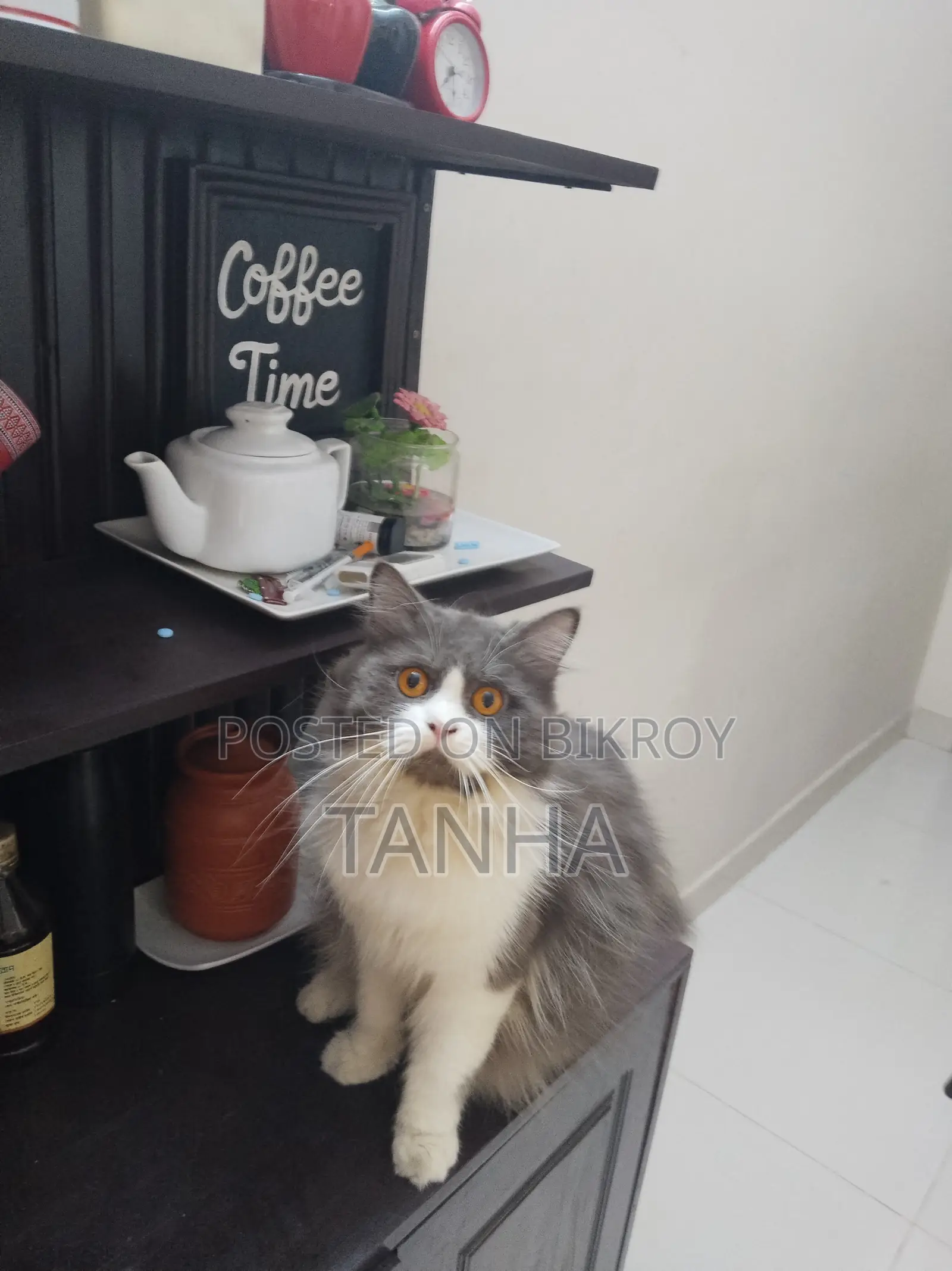 1+ year Male Purebred Persian