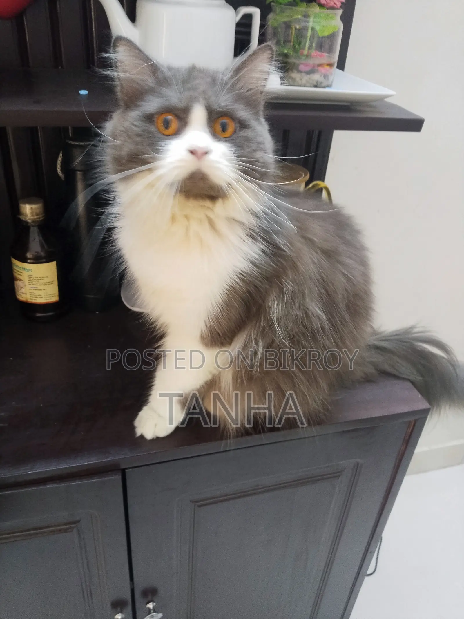 1+ year Male Purebred Persian