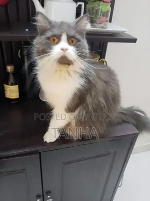 1+ year Male Purebred Persian