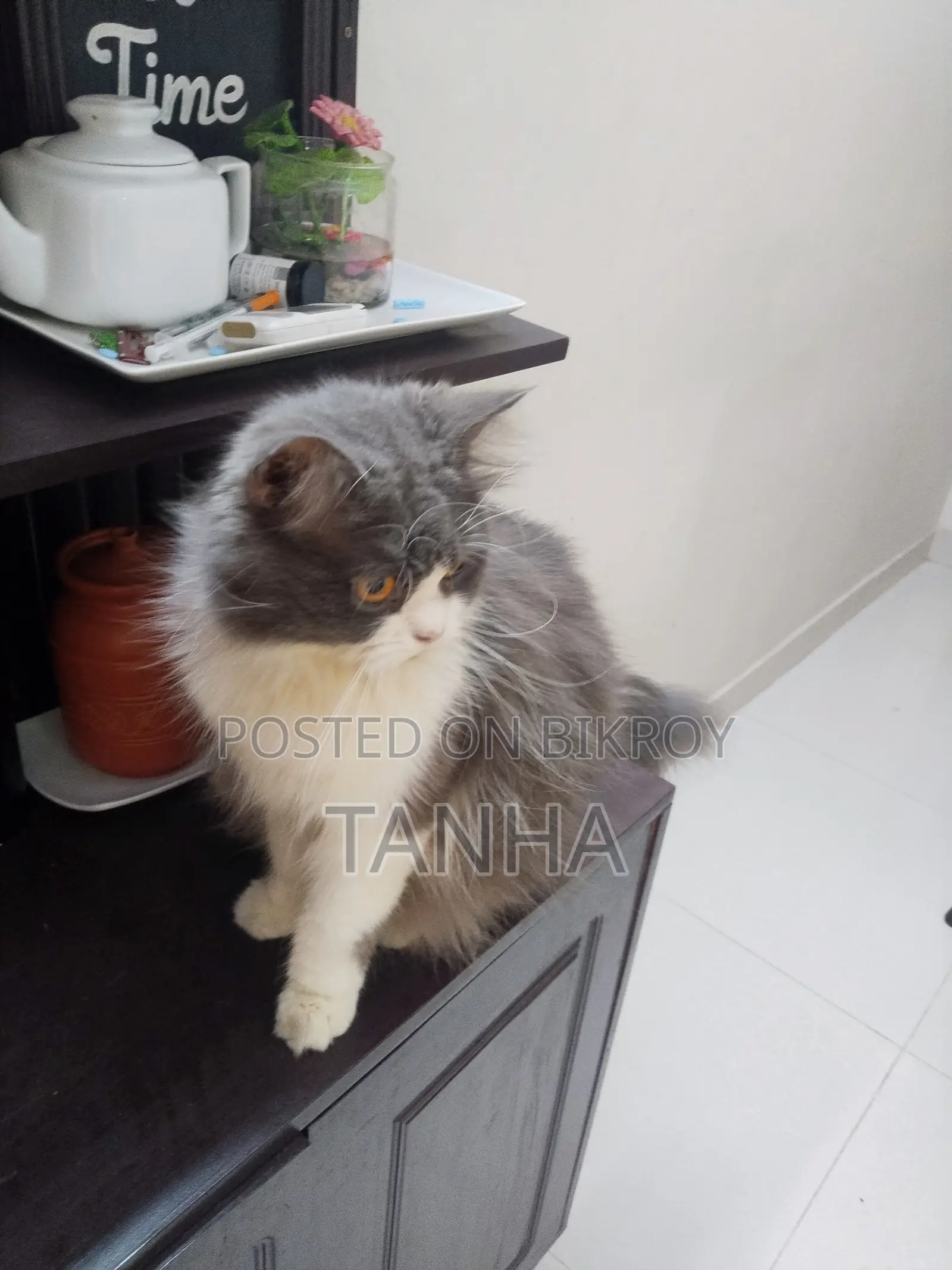 1+ year Male Purebred Persian