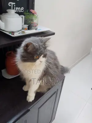 1+ year Male Purebred Persian