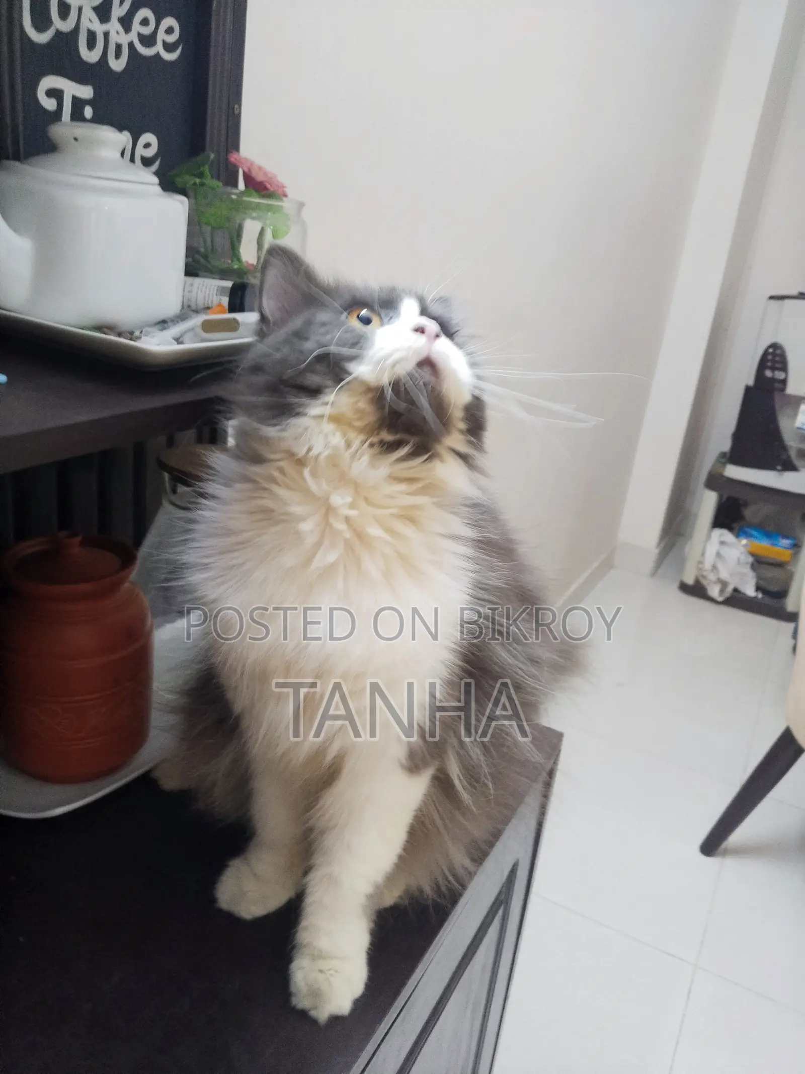 1+ year Male Purebred Persian