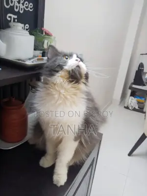 1+ year Male Purebred Persian