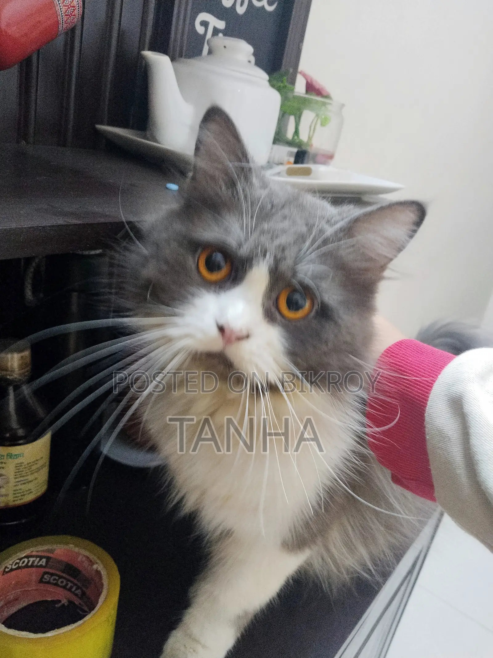 1+ year Male Purebred Persian