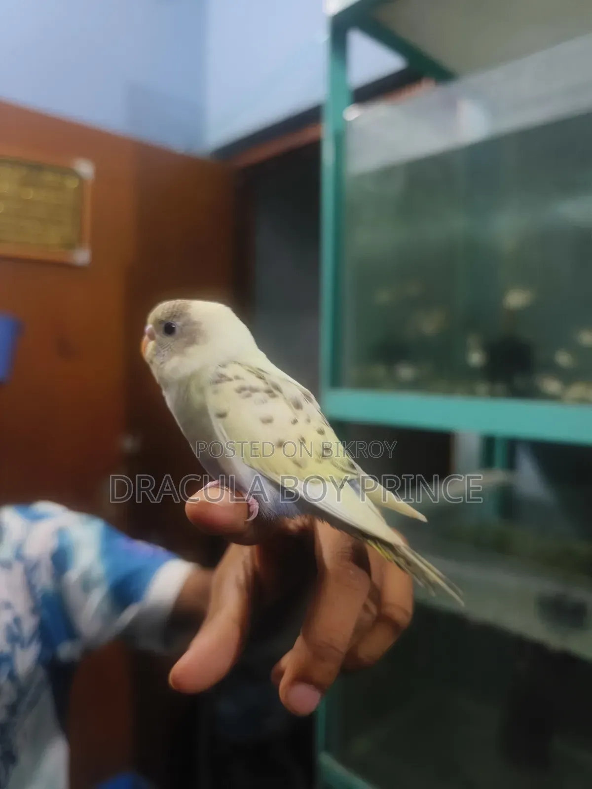 বজরিগার টেম বেবি