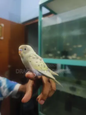 বজরিগার টেম বেবি