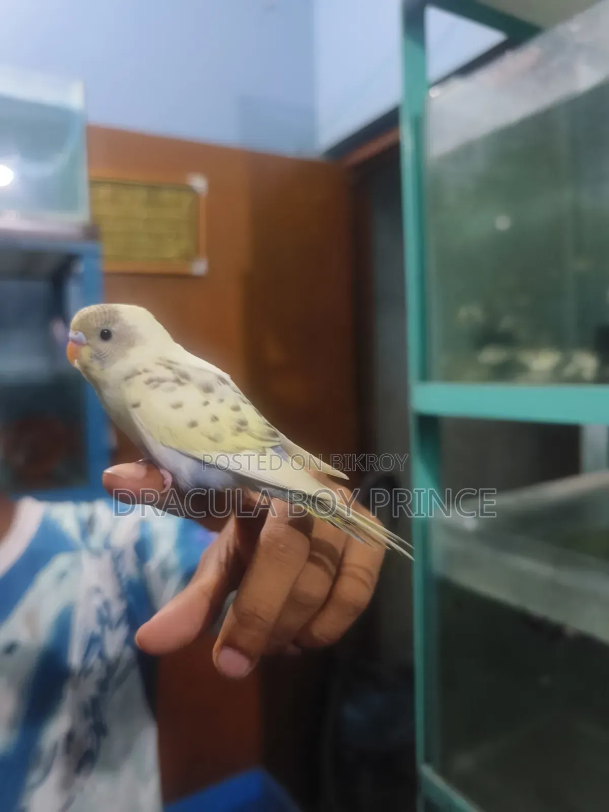 বজরিগার টেম বেবি
