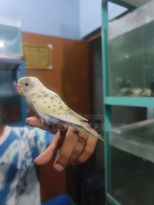 বজরিগার টেম বেবি