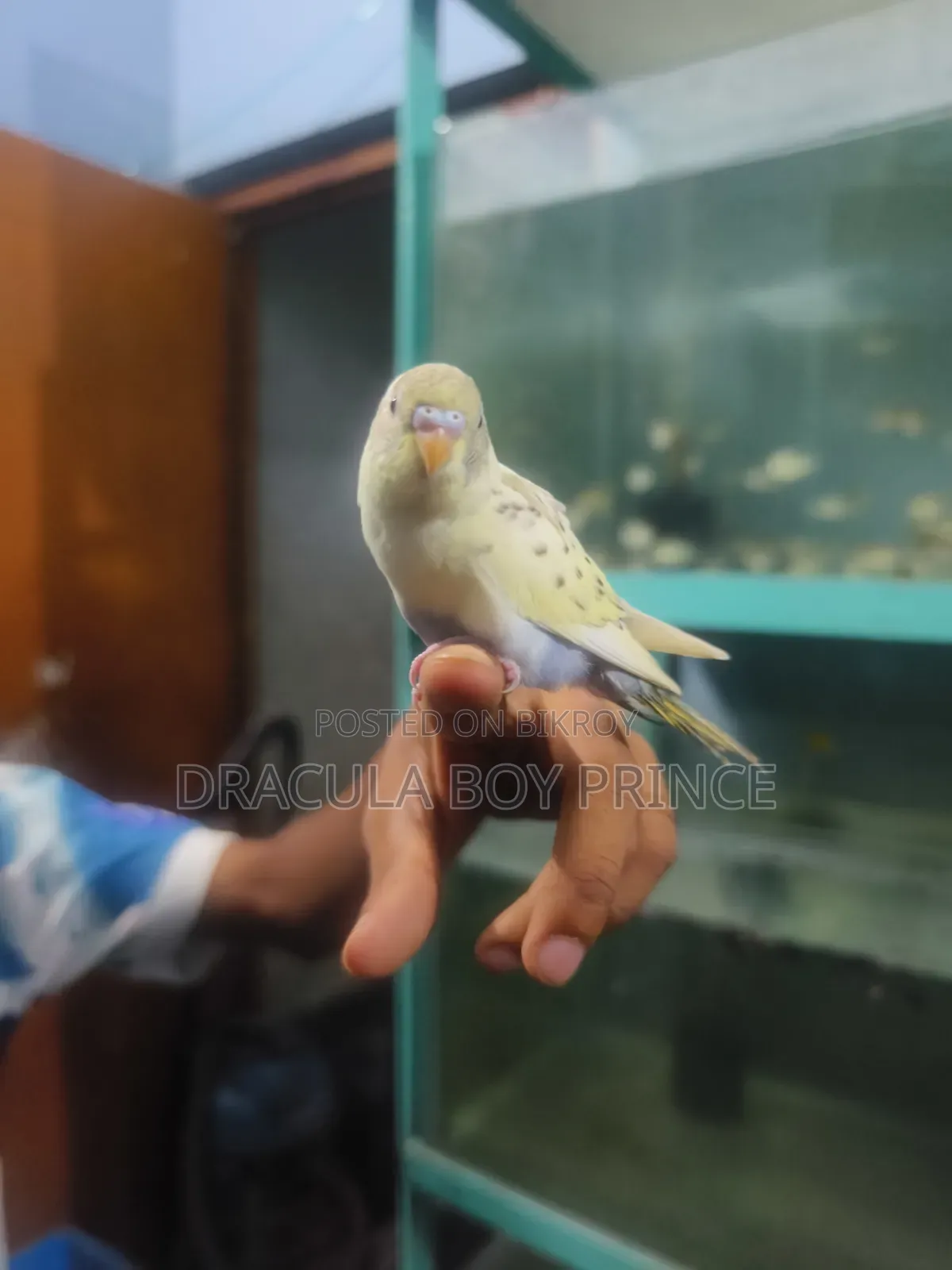 বজরিগার টেম বেবি