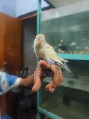 বজরিগার টেম বেবি