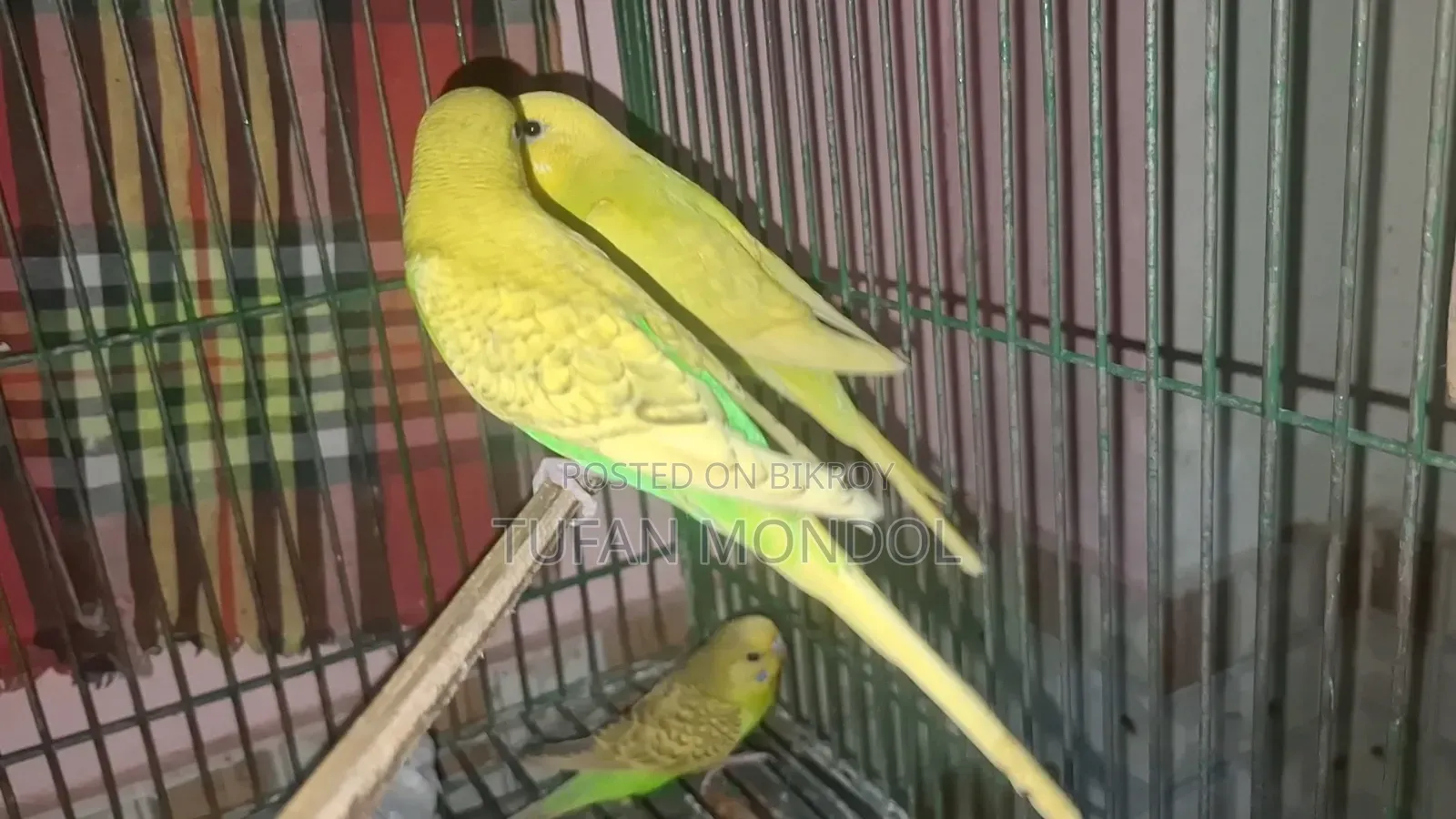 ৪ টা বাজুরিকা বাচ্চা