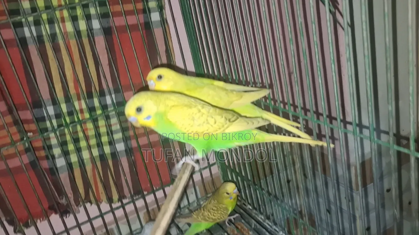 ৪ টা বাজুরিকা বাচ্চা