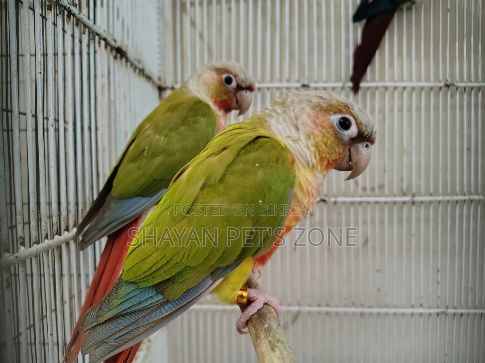 পাইনএপল কনিয়র ডিএনএ কনফার্ম পেয়ার