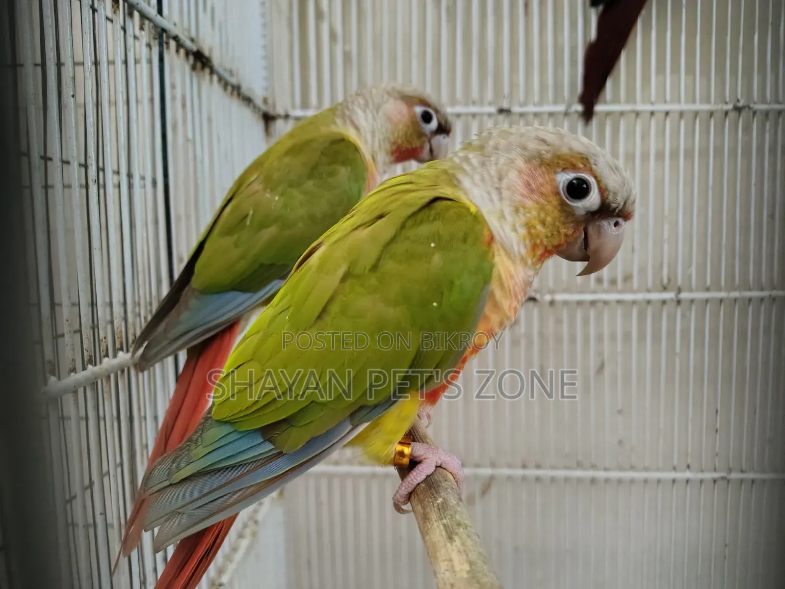 পাইনএপল কনিয়র ডিএনএ কনফার্ম পেয়ার