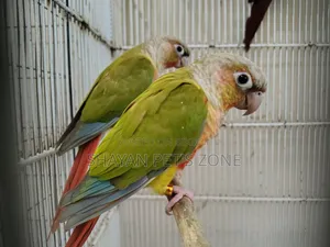 পাইনএপল কনিয়র ডিএনএ কনফার্ম পেয়ার