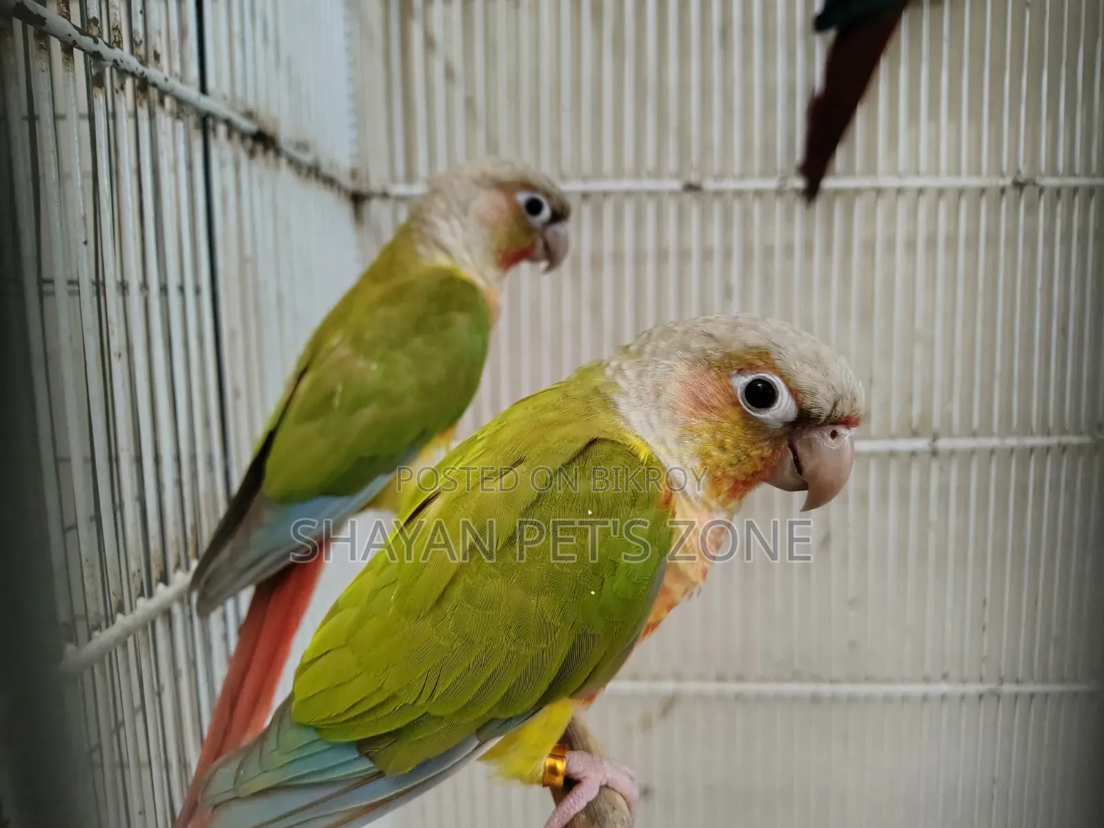 পাইনএপল কনিয়র ডিএনএ কনফার্ম পেয়ার