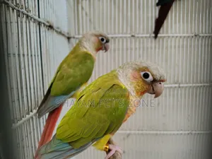 পাইনএপল কনিয়র ডিএনএ কনফার্ম পেয়ার
