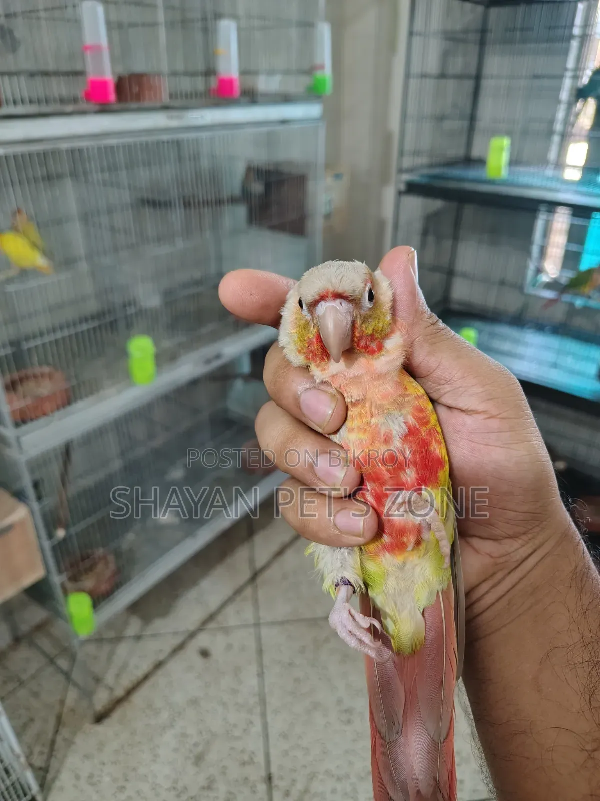 পাইনএপল কনিয়র ডিএনএ কনফার্ম পেয়ার