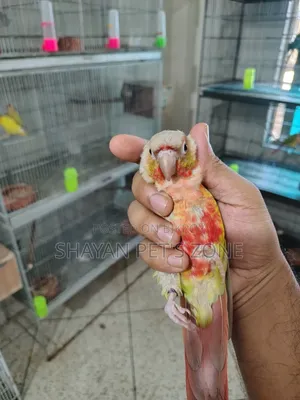 পাইনএপল কনিয়র ডিএনএ কনফার্ম পেয়ার
