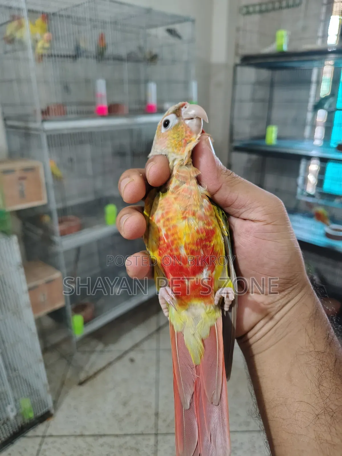 পাইনএপল কনিয়র ডিএনএ কনফার্ম পেয়ার