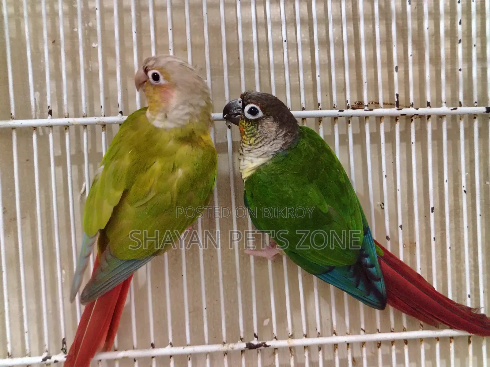 Pineapple +Green Check Conure DNA Confirm Pair