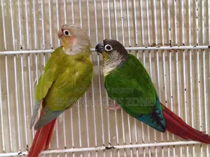 Pineapple +Green Check Conure DNA Confirm Pair