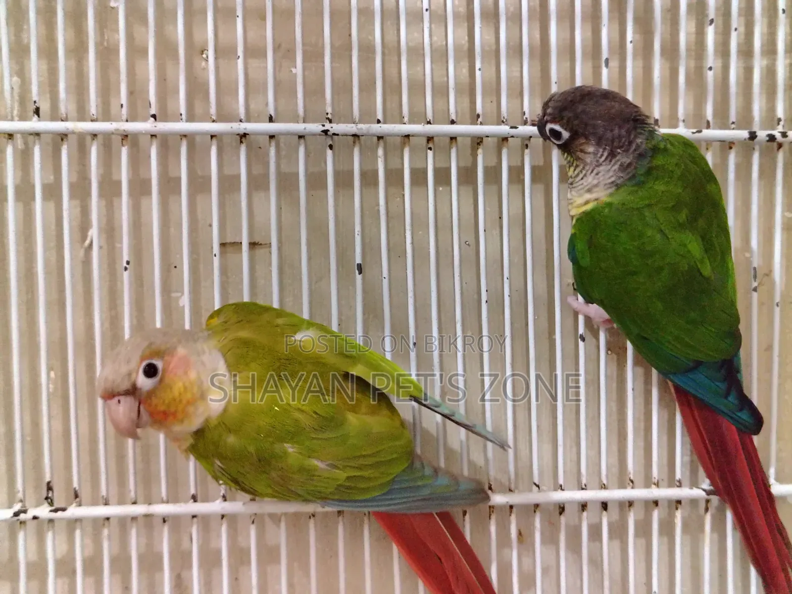 Pineapple +Green Check Conure DNA Confirm Pair