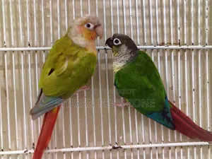 Pineapple +Green Check Conure DNA Confirm Pair