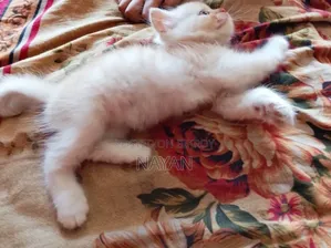 1-3 months Male Purebred Persian