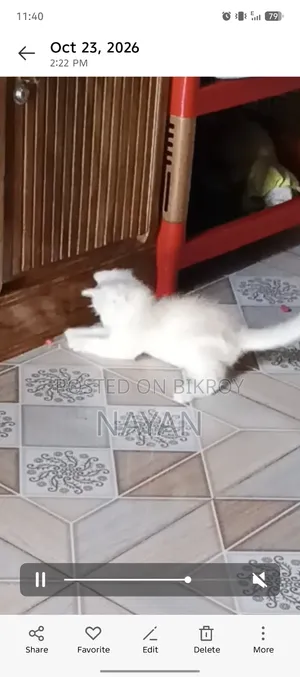1-3 months Male Purebred Persian