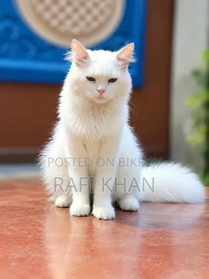 ৬-১২ মাস বয়সী পুরুষ খাঁটি পার্সিয়ান বিড়াল