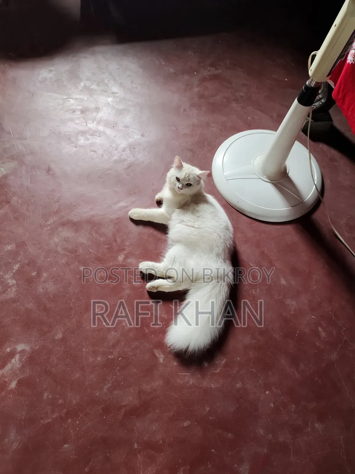 6-12 months Male Purebred Persian